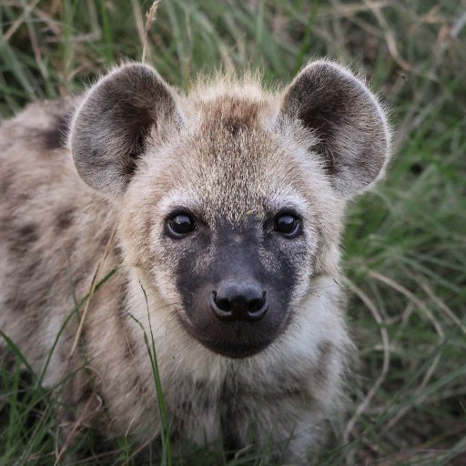 We study the development, socio-ecological forces, and evolution of spotted hyena behavior in the Maasai Mara #FisiFieldwork