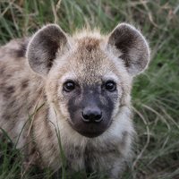 Mara Hyena Project (@marahyenas) 's Twitter Profile
