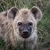 Mara Hyena Project (@marahyenas) Twitter profile photo Mara Hyena Project (@marahyenas) Twitter profile photo