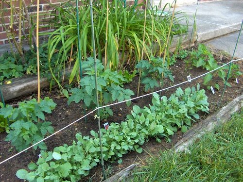 Celebrating home-grown, home-preserved, and home-made food in Baltimore.
