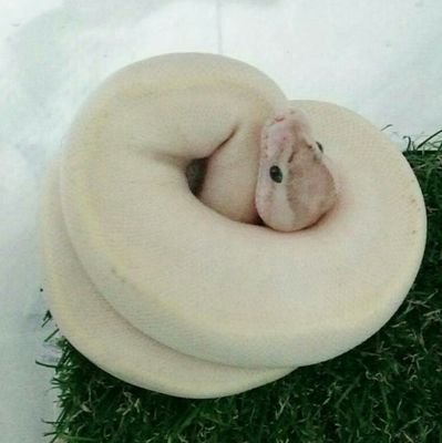 hebioAlfred's profile picture. #デグー
2018年6月からボールパイソン飼ってます。
デグーも登場します。名前「ALFRED･serpiente･BLANCO」に決定。デグミ決定