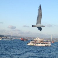 الشاعره سليلة عطا (@salelt_3a6aa) 's Twitter Profile Photo