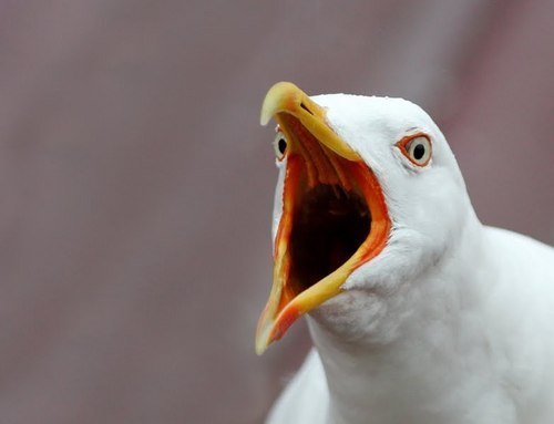 bourgas's profile picture. Новините от  няколко новинарски сайта (чрез SuperTed: http://t.co/PoZyiEXlbv) || Блог: http://t.co/Rnb8Wavri5