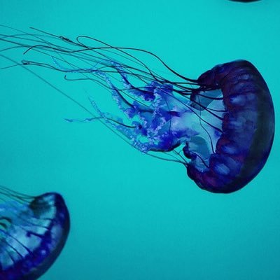 AmeliaLJones1's profile picture. Jellyfish enthusiast and hopeful marine biologist. Now studying BSc Marine Biology at the University of Plymouth.