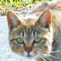 osaroomba's profile picture. にゃーん🐒