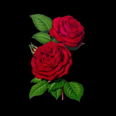 CynicRecs's profile picture. Dealin’ Records // ATG // Writer // Candle Enthusiast 又