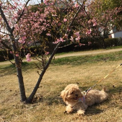 ayu14952's profile picture. 倉敷 はーとちーむ🎾 アクアリウム