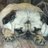 Melva_Mud's avatar