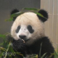 SHOKO(@shokopandan) 's Twitter Profile Photo