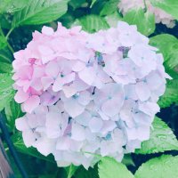 りんご@お取引垢 (@rinnotori) Twitter profile photo