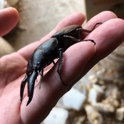 Qian Qi Xin Usumではカロスマークのポケモンは使えなくなるのかな もしかしてまたカロスマークのポケモン 作り直し このめざ氷バシャーモとか数日かかりました 厳選は親がいれば少しは楽になるけど 今使ってるカロスマークのめざパはバナとかジャロ