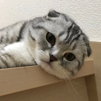 いもっもさんのプロフィール画像