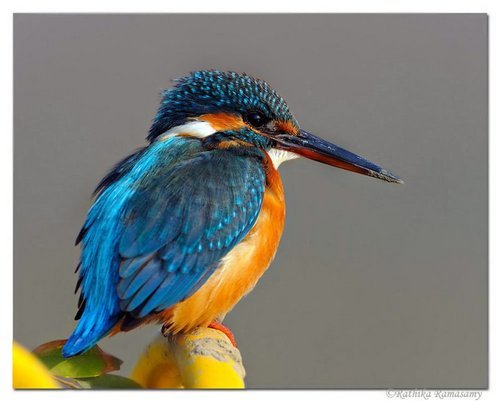 ashadhawale1104's profile picture. I am Web Developer .... :)