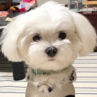 どんきち (@prk_1011) 's Twitter Profile