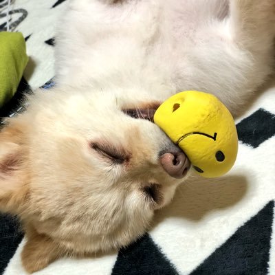 🇯🇵永遠のJK(18)／Osaka／방탄소년단🇰🇷／정국♡／無言Follow大丈夫です🙆／Follow待ってます👅／🇯🇵🤝🇰🇷＿＿＿＿＿05/31城ホ♡＿06/03神戸윤기♡＿＿＿10/14京セラ♡＿＿＿＿