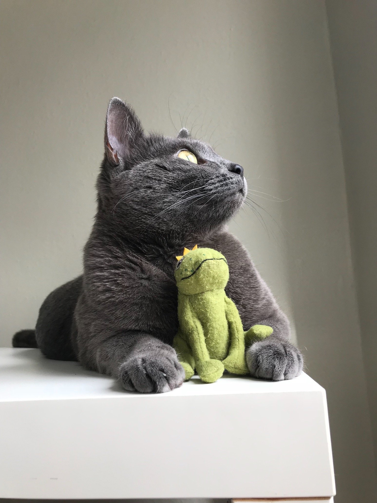 🐱 mochi kitty vs frog toy 🐸ヽ(^‥^=ゞ) 
@mochikittyfrog on instagram