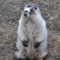Herbivory Network (@herbivoryn) 's Twitter Profile Photo
