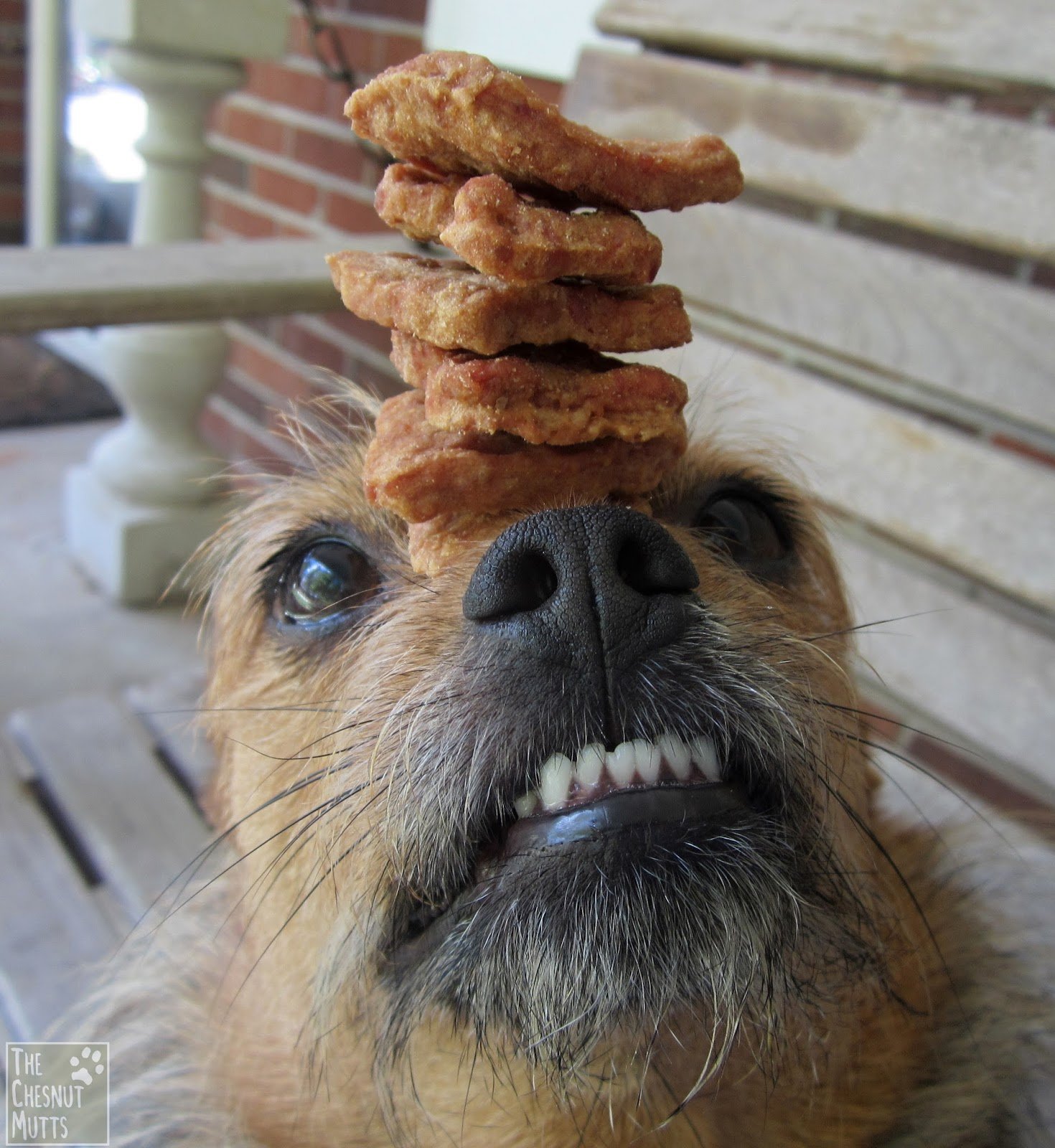 doggosnchimken's profile picture. yumm chimken. i love chimken. yuuum