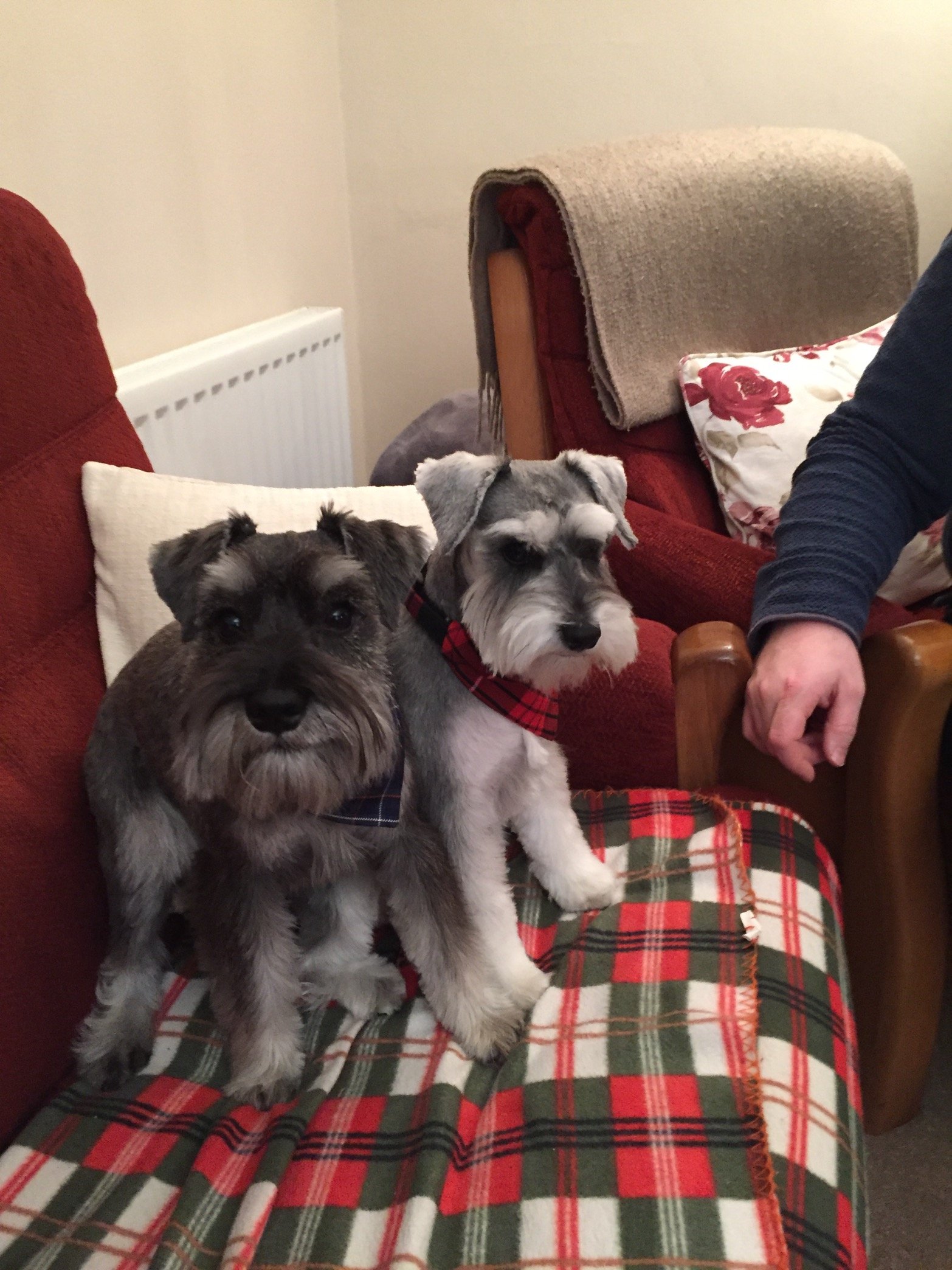 Daughter and little sister, midwife and lecturer. Currently studying for my PhD and chasing around after my rescue chickens and dogs Winnie and Dougal 💕