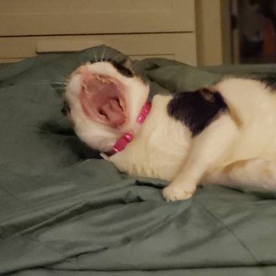 _vietdoll's profile picture. 