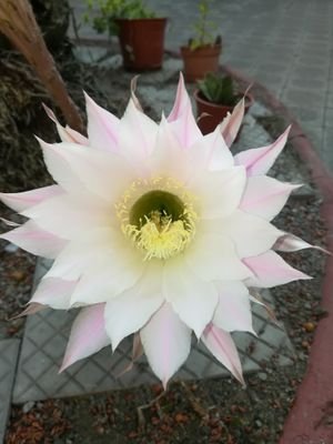 elianafm61's profile picture. Profesora de Castellano

Admiradora de Jaime Camil ❤️