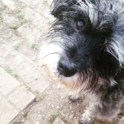 Enjoy facts, adorable pics, and more of our favorite breed: Schnauzers! 💔 fly high Bailey Bo 💔