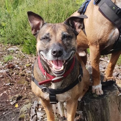 HoneyTheStaffie Profile Picture