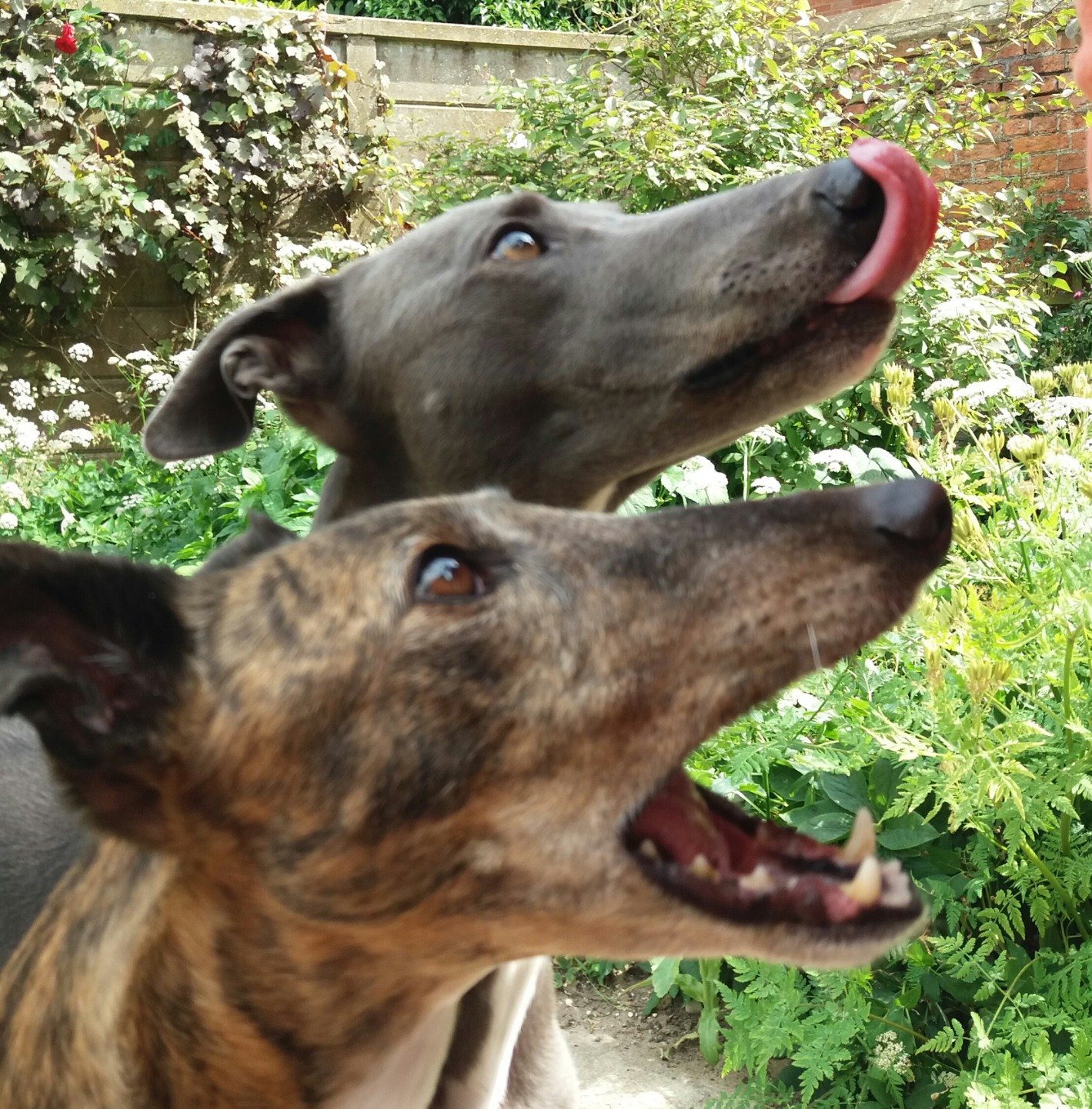 Two retired racers getting used to life beyond the kennel #Greyhounds #HoundsOfTwitter