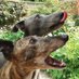 Jake & Nikki 🐾🐾 (@jake_nikki) Twitter profile photo Jake & Nikki 🐾🐾 (@jake_nikki) Twitter profile photo