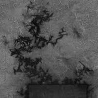 Boland Lab (@bolandlab) 's Twitter Profile