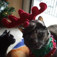 Stacy Lynn W-F (@prowacked) 's Twitter Profile