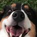 Good Canine Academy (@CanineGood) Twitter profile photo