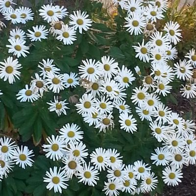 justTracyO's profile picture. wife, mom, mimi, peds nurse