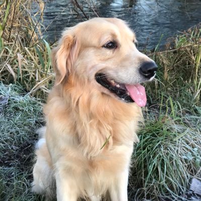 woodie2236's profile picture. Husband, father, dog lover. Love the countryside & travelling the world. Work for a great green company. Studied sustainability at Uni.