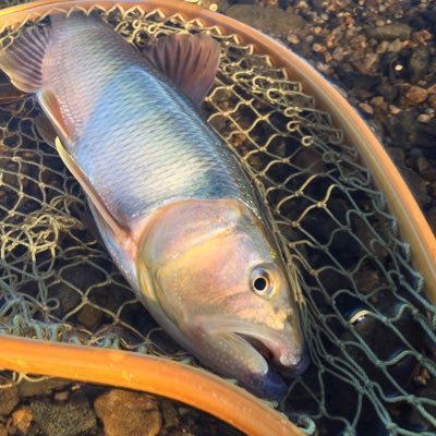 新大阪らへん 山に行ったり釣りに行ったり 春→タナゴ 夏→ケタバス 秋→メッキ 最近植物話題はインスタ側に移動 自分用メモ Ʊ