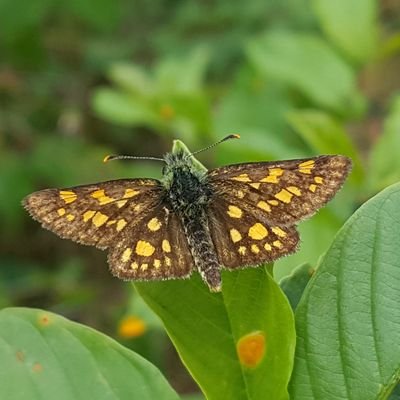 Chequered Skipper Project Manager for @savebutterflies in Rockingham Forest. Views are my own
