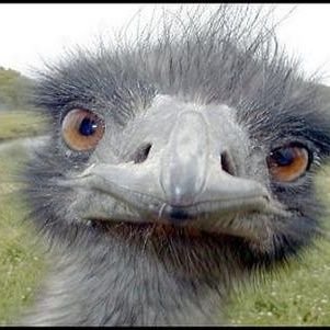 OstrichThat's profile picture. You're thinking of the other one.

They/Them, 32