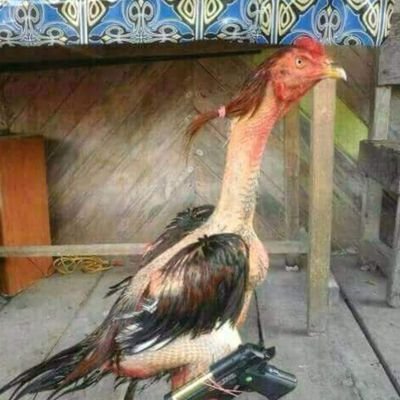 2TjEEPC5KqN1Y7s's profile picture. ‏الغالي