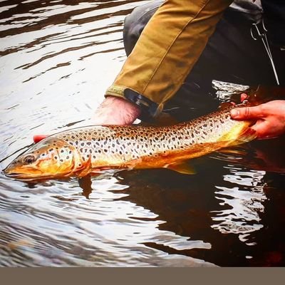 Gulff Fly Fishing Pro
Custom fly orders available