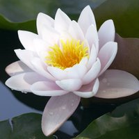 The White Lotus(@0_TheWhiteLotus) 's Twitter Profile Photo