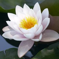 The White Lotus (@0_thewhitelotus) 's Twitter Profile