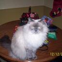 Stephanie Scheffler - @sscheffler - Twitter