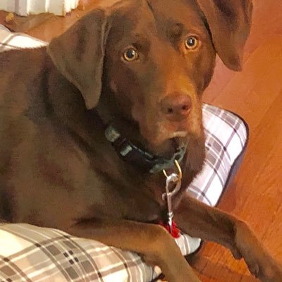 It’s a dog’s life ....take paws! Celebrating the life of a rescue dog and celebrating life with our rescue dog ! #RescueDogs #LabradorRetriever #DogsOfTwitter