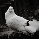 John Kane - @tenoruke - Twitter