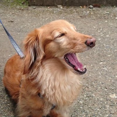 まろん D鯖 Marron Tweet Twitter