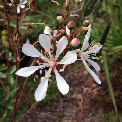 We promote conservation, preservation and restoration of native plants and native plant communities of Florida.