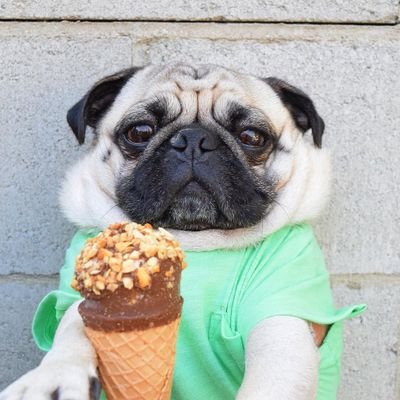 I love Pug dog and post pug picture everyday, follow me see more.
If you love Pug, please visit my website, i have Pug t shirt, mug, phone case for you 😁😁