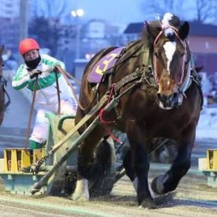 ぷーたけ@競馬垢?のアイコン