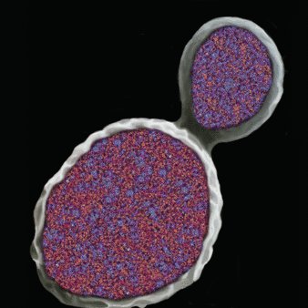 MunkacsiLab's profile picture. 