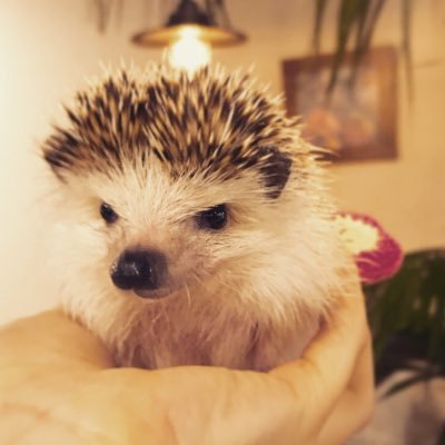 chakimayo's profile picture. 動画編集始めました😊よろしくお願いします🙌